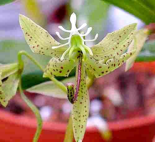 Cycnoches egertonianum (peruvianum) 